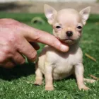 Immagine 8 azienda CHIHUAHUA STORE Shopping e acquisti in Fiumicino RM