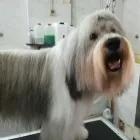 Immagine 2 azienda CICO ZOO Shopping e acquisti in Taranto