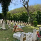 Immagine 6 azienda CIMITERO E CREMAZIONI PER ANIMALI IL RIPOSO DI SNOOPY Shopping e acquisti in Qualiano NA