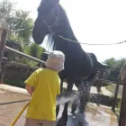 Immagine 2 azienda CIRCOLO IPPICO DEGLI ULIVI Servizi professionali in San Giovanni La Punta CT