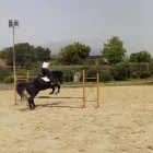 Immagine 3 azienda CIRCOLO IPPICO DEGLI ULIVI Servizi professionali in San Giovanni La Punta CT