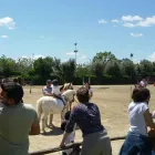 Immagine 4 azienda CIRCOLO IPPICO DEGLI ULIVI Servizi professionali in San Giovanni La Punta CT