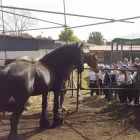 Immagine 5 azienda CIRCOLO IPPICO DEGLI ULIVI Servizi professionali in San Giovanni La Punta CT