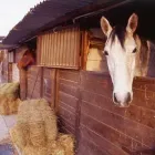 Immagine 1 azienda CIRCOLO IPPICO LA BIANCA DI PIPESSO VINCENZO Industrie e agricoltura in Volpago Del Montello TV