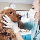 Immagine 1 azienda CLINICA VETERINARIA BUSTESE Veterinario in Busto Arsizio VA