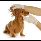 Immagine 3 azienda CLINICA VETERINARIA BUSTESE Veterinario in Busto Arsizio VA