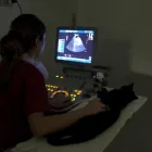 Immagine 2 azienda CLINICA VETERINARIA FRONGIA Veterinario in Cagliari