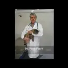 Immagine 6 azienda CLINICA VETERINARIA GALLARATE FERRE' Veterinario in Gallarate VA