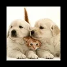 Immagine 7 azienda CLINICA VETERINARIA GALLARATE FERRE' Veterinario in Gallarate VA