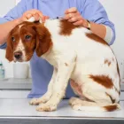 Immagine 6 azienda CLINICA VETERINARIA MONTECCHIA Veterinario in Selvazzano Dentro PD