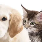 Immagine 7 azienda CLINICA VETERINARIA MONTECCHIA Veterinario in Selvazzano Dentro PD