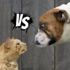 Immagine 6 azienda CLINICA VETERINARIA PRIVATA CASA DEL CANE E DEL GATTO Veterinario in Rimini Rn