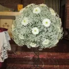 Immagine 4 azienda COLIFIORI AGRICOLI AZIENDA AGRICOLA Shopping e acquisti in San Giuliano Terme PI