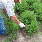 Immagine 1 azienda CONSORZIO DELLA CAROTA NOVELLA DI ISPICA IGP Servizi professionali in Ispica