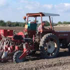 Immagine 3 azienda CONSORZIO DELLA CAROTA NOVELLA DI ISPICA IGP Servizi professionali in Ispica