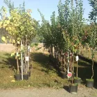 Immagine 2 azienda COOPERATIVA PRODUTTORI AGRICOLI DI CIVITAVECCHIA S.R.L. Shopping e acquisti in Civitavecchia RM
