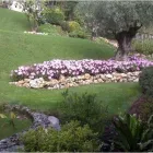 Immagine 2 azienda CORN-FLOR Vivaio in Varese