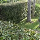 Immagine 1 azienda CURRENTI VERDE Vivaio in Giarre CT