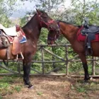 Immagine 3 azienda CURRENTI VERDE Vivaio in Giarre CT