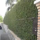 Immagine 7 azienda CURRENTI VERDE Vivaio in Giarre CT