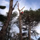 Immagine 8 azienda CURRENTI VERDE Vivaio in Giarre CT