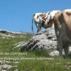 Immagine 2 azienda DALLE NOGARE PIETRO & FIGLI Macelleria in Bassano Del Grappa VI
