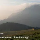 Immagine 5 azienda DALLE NOGARE PIETRO & FIGLI Macelleria in Bassano Del Grappa VI