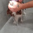 Immagine 7 azienda DANIELE VENTURA GROOMING CENTER Servizi professionali in Catania