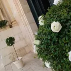 Immagine 5 azienda DANILO FLORAL DESIGNER Vivaio in Ispica