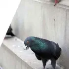 Immagine 4 azienda DDT DI BRUNO ANGELA Servizi professionali in Catania