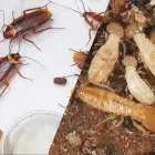 Immagine 5 azienda DDT DI BRUNO ANGELA Servizi professionali in Catania