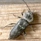 Immagine 7 azienda DDT DI BRUNO ANGELA Servizi professionali in Catania