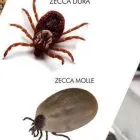 Immagine 8 azienda DDT DI BRUNO ANGELA Servizi professionali in Catania