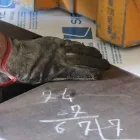 Immagine 7 azienda DE PROSPERIS SRL Shopping e acquisti in Lido Di Ostia RM