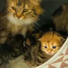 Immagine 4 azienda DEGLI ZAR ALLEVAMENTO GATTO SIBERIANO PESCARA ABRUZZO (CUCCIOLI DISPONIBILI IN VENDITA) Servizi professionali in Alanno PE