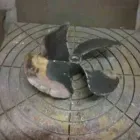 Immagine 5 azienda DI DONNA ALFONSO Veicoli in Lido Di Ostia RM