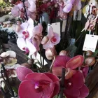 Immagine 4 azienda DI FIORE IN FIORE Shopping e acquisti in Volvera TO