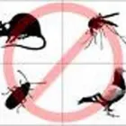 Immagine 1 azienda DISINFEST 2000 Immobiliare e ristrutturazioni in Pescara