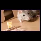 Immagine 2 azienda DISINFEST 2000 Immobiliare e ristrutturazioni in Pescara