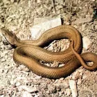 Immagine 5 azienda DISINFEST CONTROL Immobiliare e ristrutturazioni in Pescara