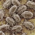 Immagine 8 azienda DISINFEST CONTROL Immobiliare e ristrutturazioni in Pescara