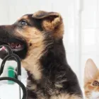 Immagine 2 azienda DOTT. UGO BRIGADOI Veterinario in Appiano Sulla Strada Del Vino BZ