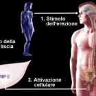 Immagine 2 azienda DR ANDREA MILITELLO UROLOGO-ANDROLOGO Salute in Roma