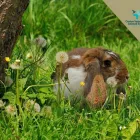 Immagine 1 azienda DR SIMONE ROTA - VETERINARIO ANIMALI ESOTICI Veterinario in Roma