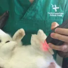 Immagine 2 azienda DR SIMONE ROTA - VETERINARIO ANIMALI ESOTICI Veterinario in Roma