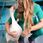 Immagine 6 azienda DR SIMONE ROTA - VETERINARIO ANIMALI ESOTICI Veterinario in Roma