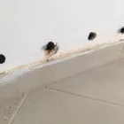 Immagine 6 azienda DRY WALL SYSTEM Vernici in Nettuno RM