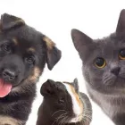 Immagine 1 azienda DVM DIAGNOSTICA VETERINARIA MODENESE Veterinario in Modena