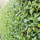Immagine 6 azienda EDEN GARDEN Vivaio in Lonate Pozzolo VA