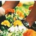 Immagine 15 azienda EDEN GARDEN Vivaio in Lonate Pozzolo VA